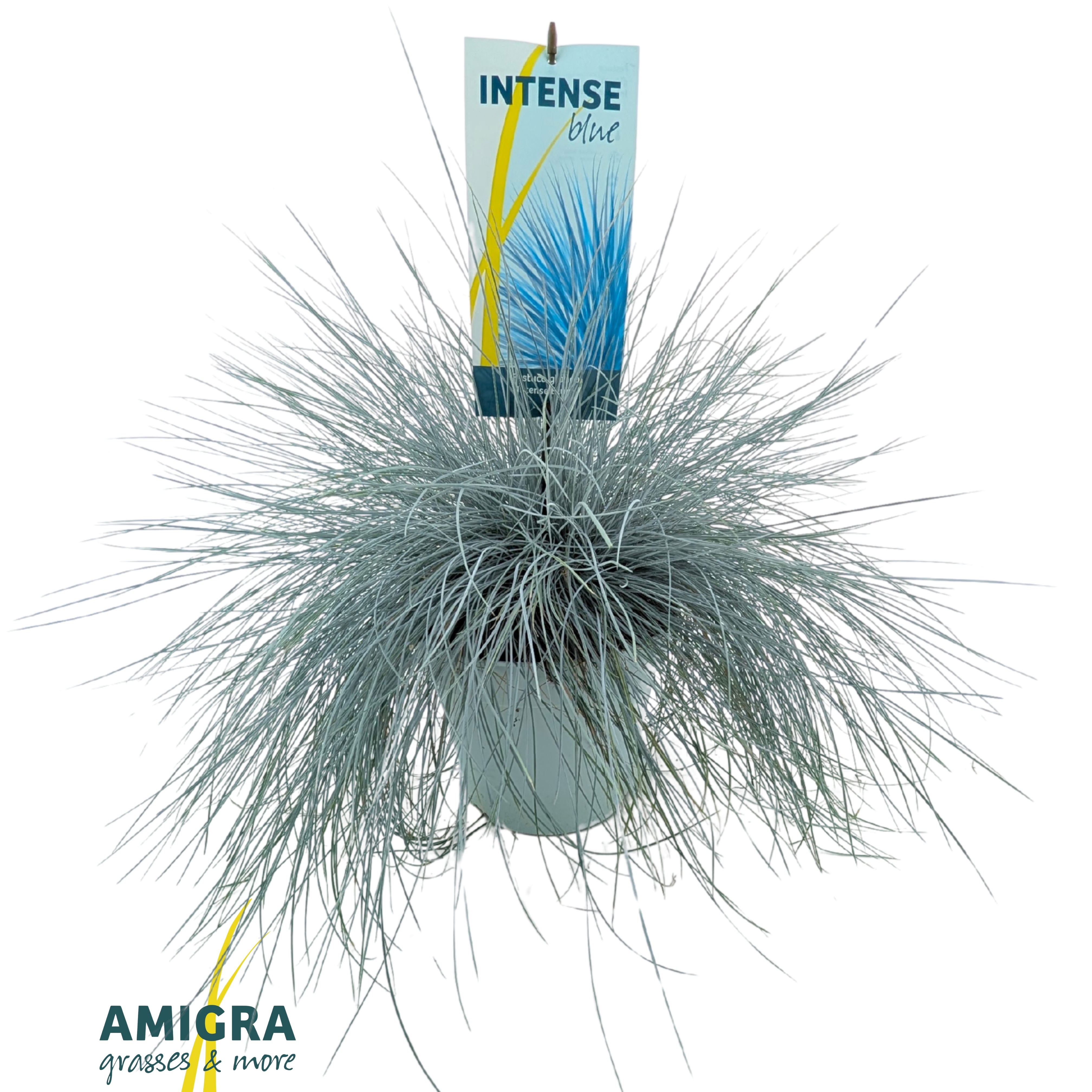 Picture of Festuca glauca Intense Blue®