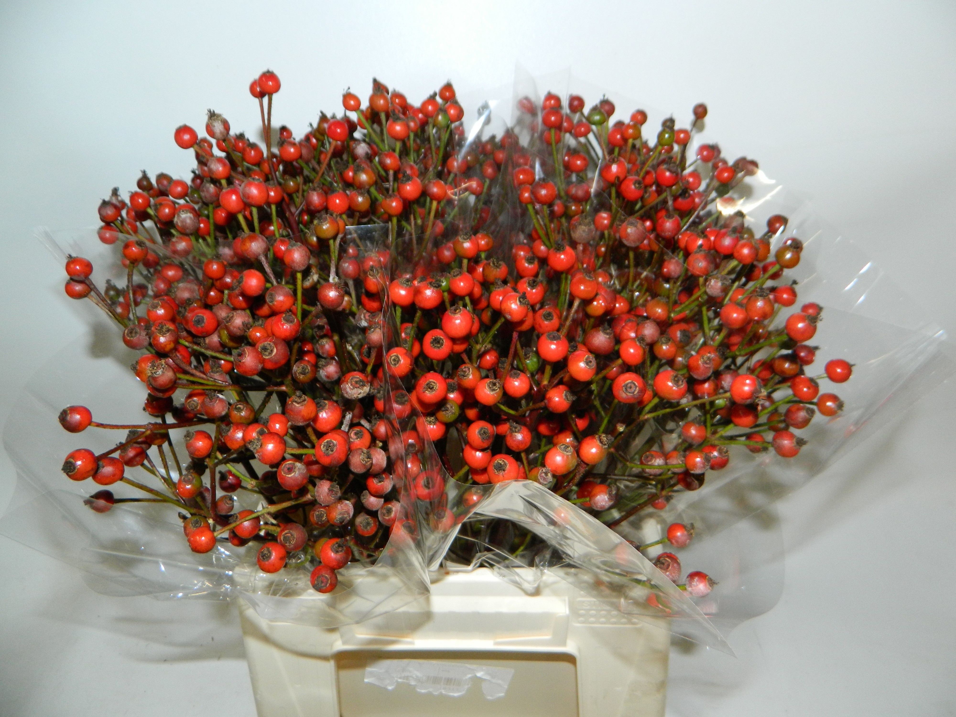 Rosa Red Fruitilia 40cm