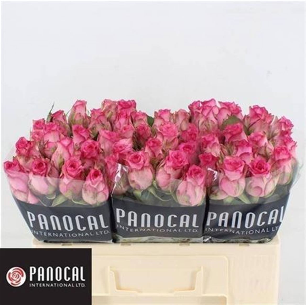 R Gr Pink Shadow