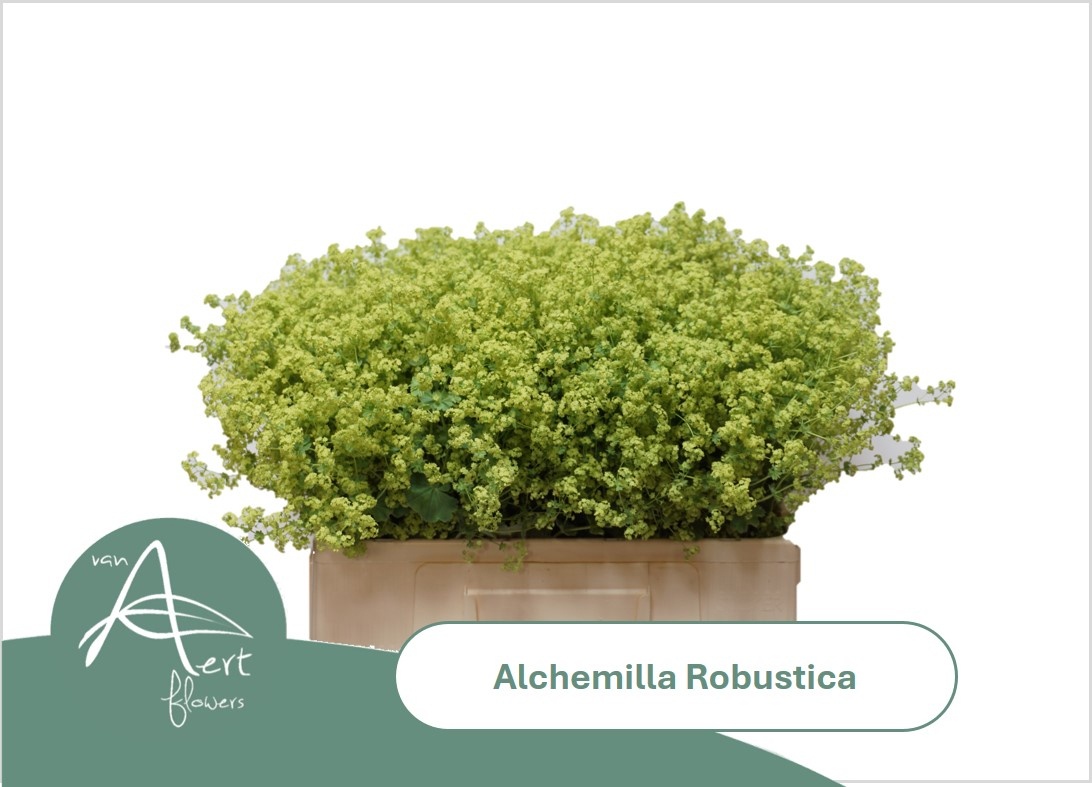 Alchem M Robustica