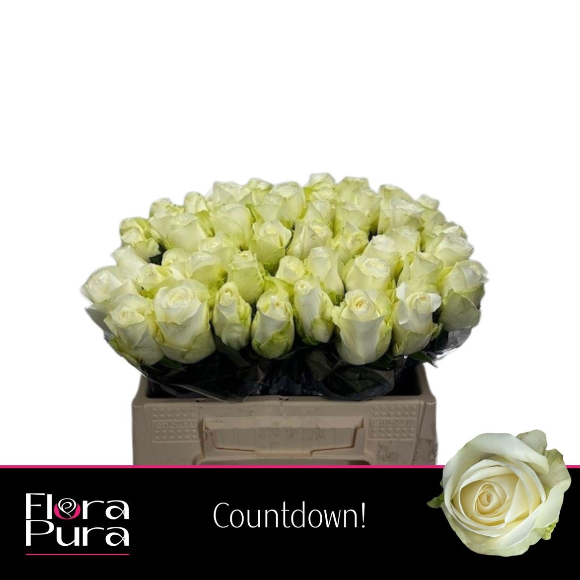 R Gr Countdown!