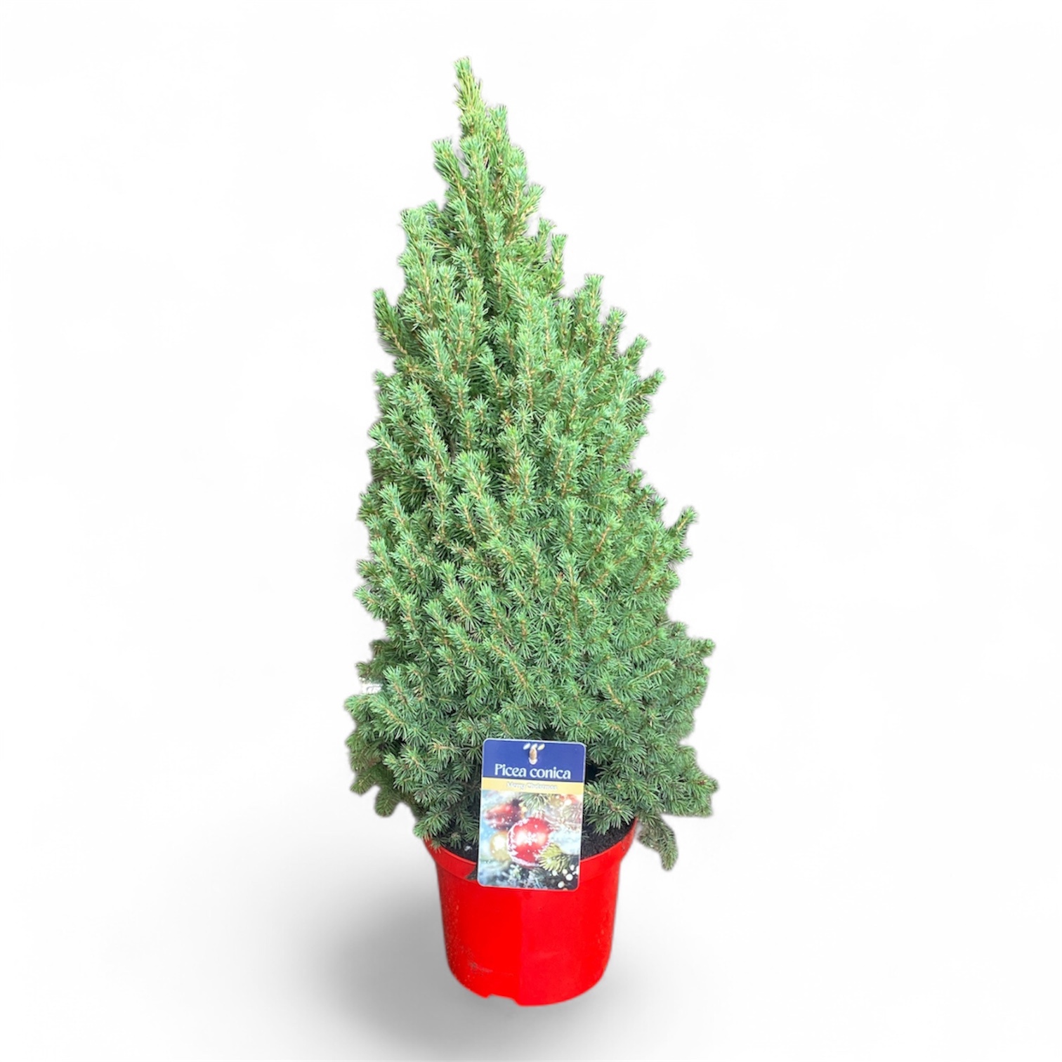 Picea gl. 'Conica' Rood ( )