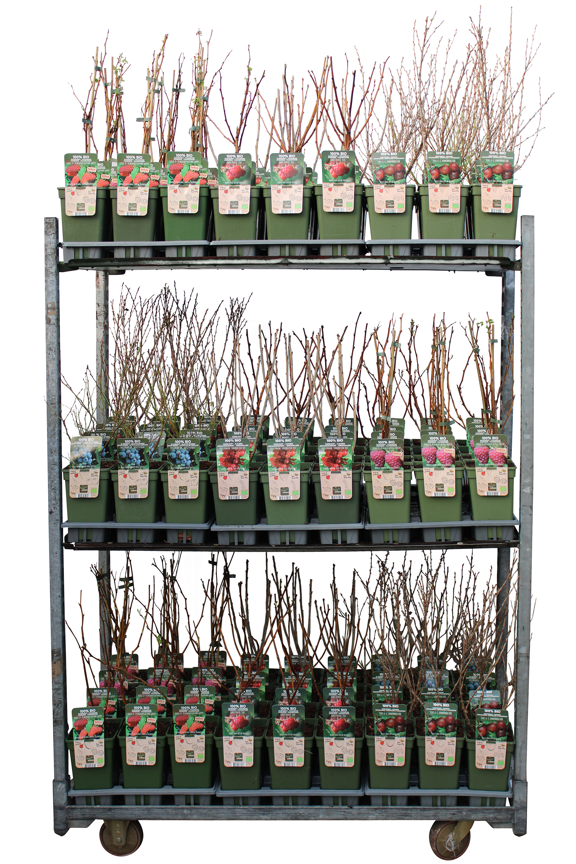 Picture of Fruit mix shelve bio standard P19