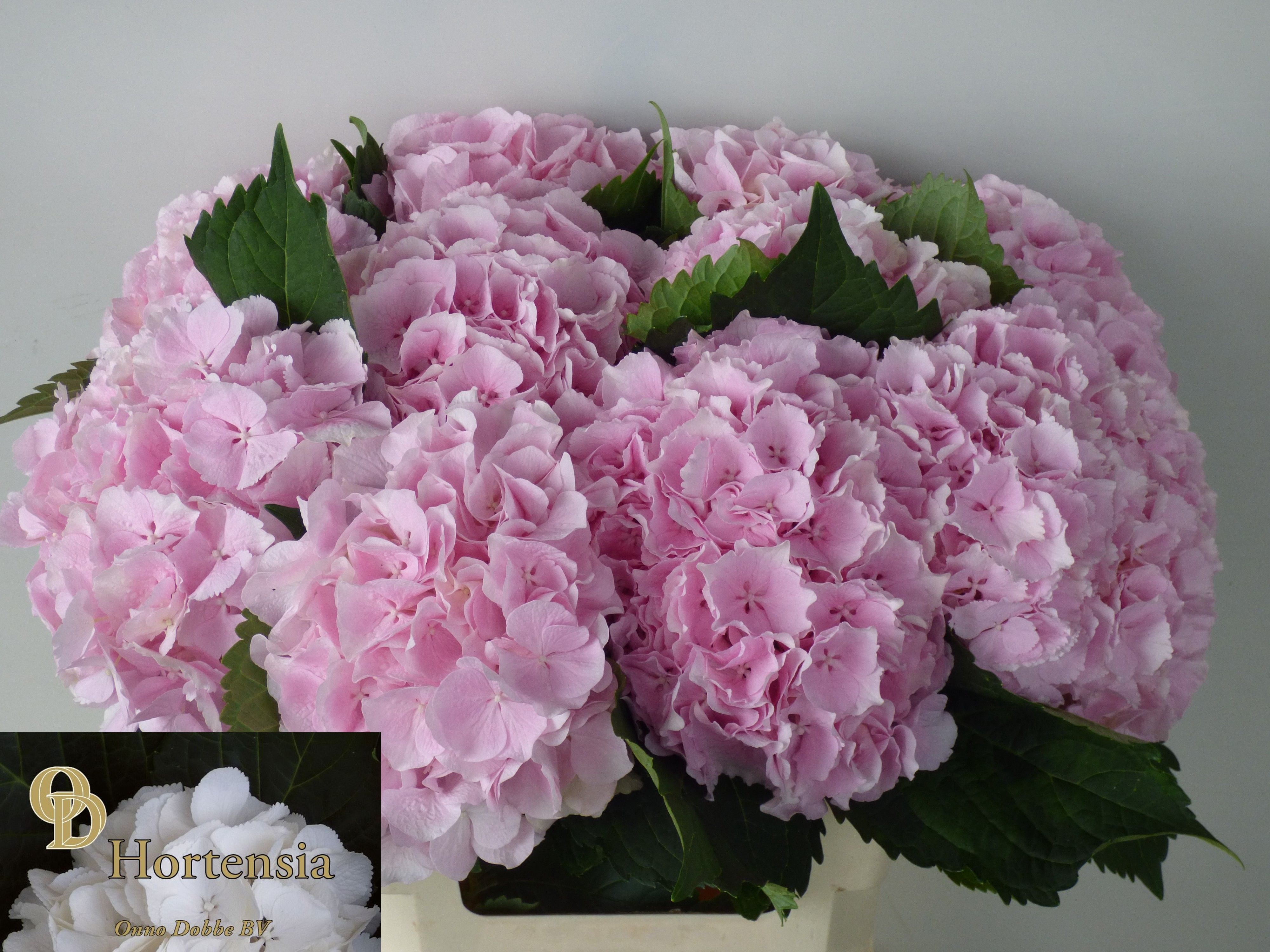 Hydrangea Verena Pink 60cm 17Ø