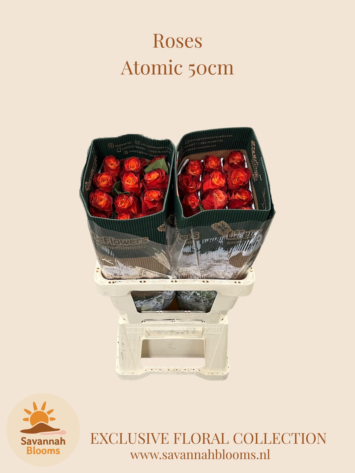 R Gr Atomic 50L.cm 23bloei