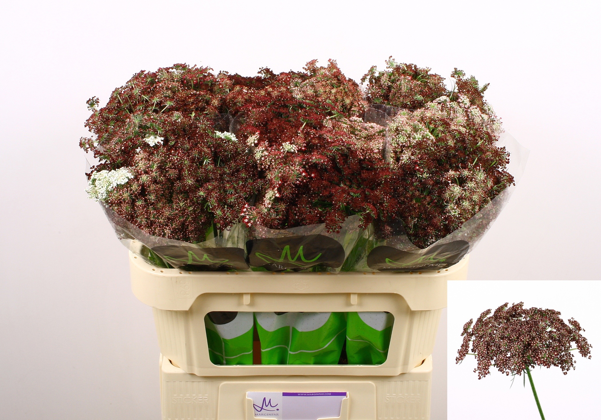 Daucus Carota 70cm