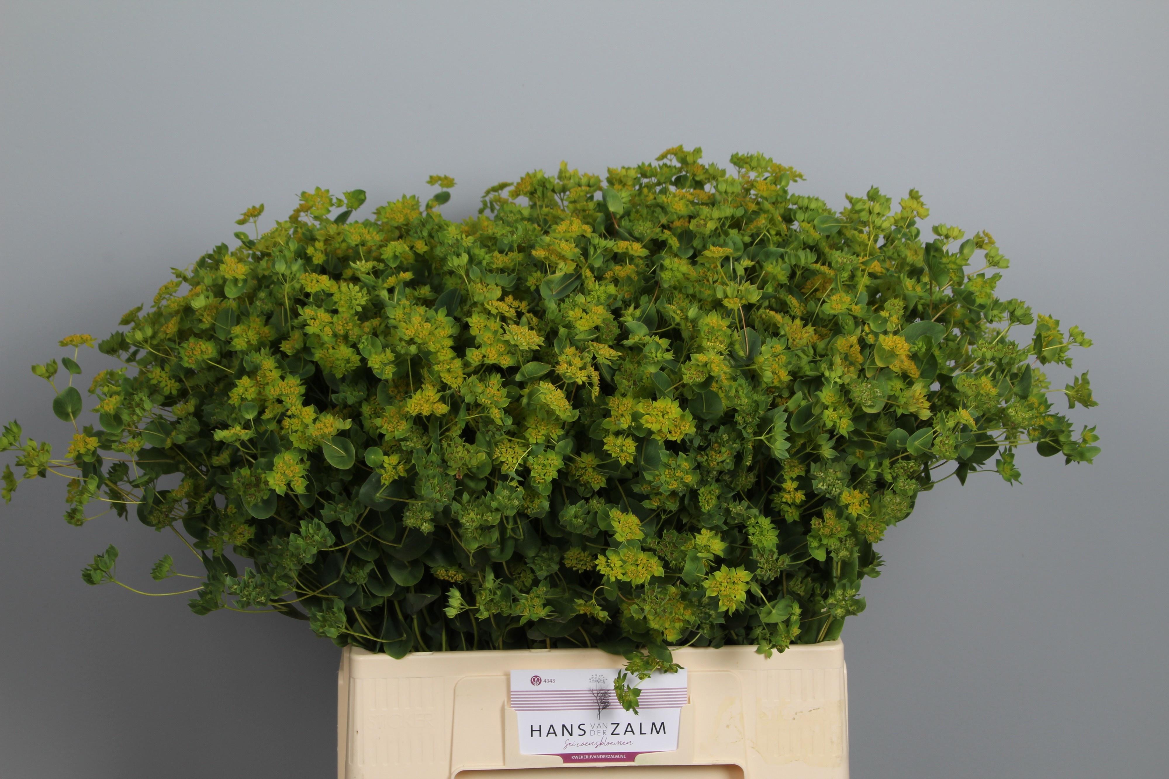 Bupleurum Griffithii 60cm