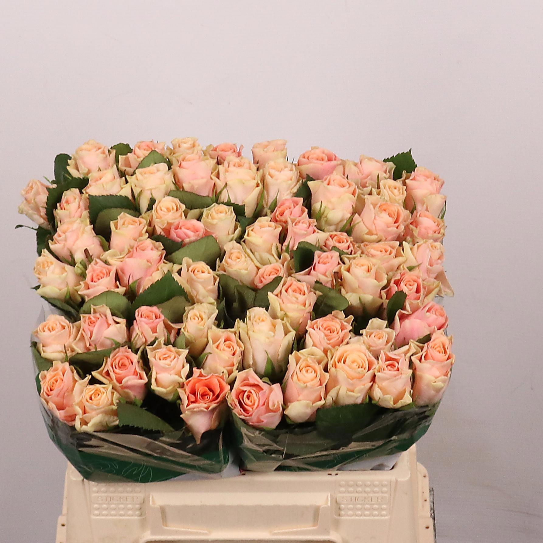 Rosa Sweet Tacazzi 40cm
