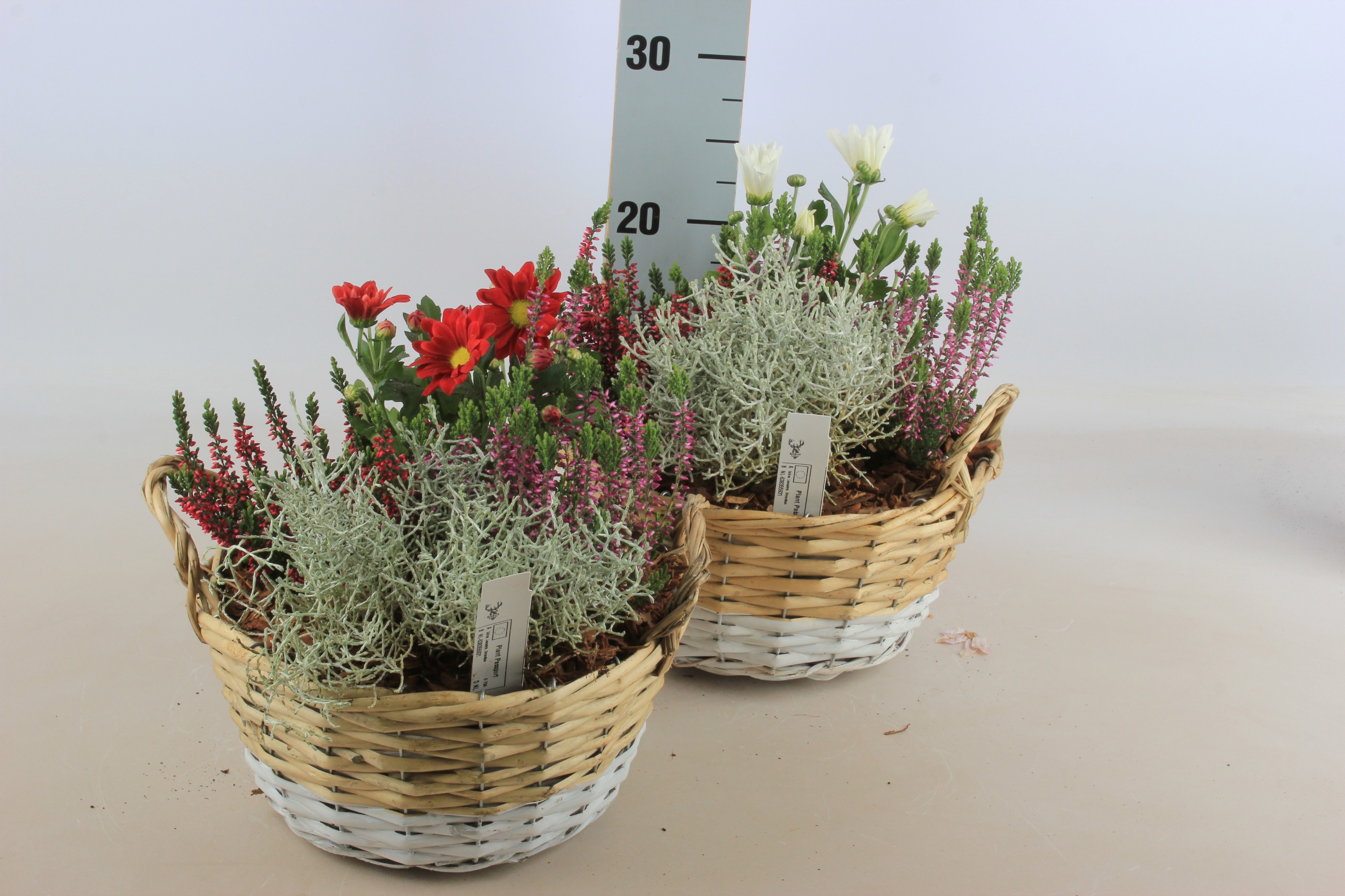Arr Tuinplanten 24P 30cm 12bloei