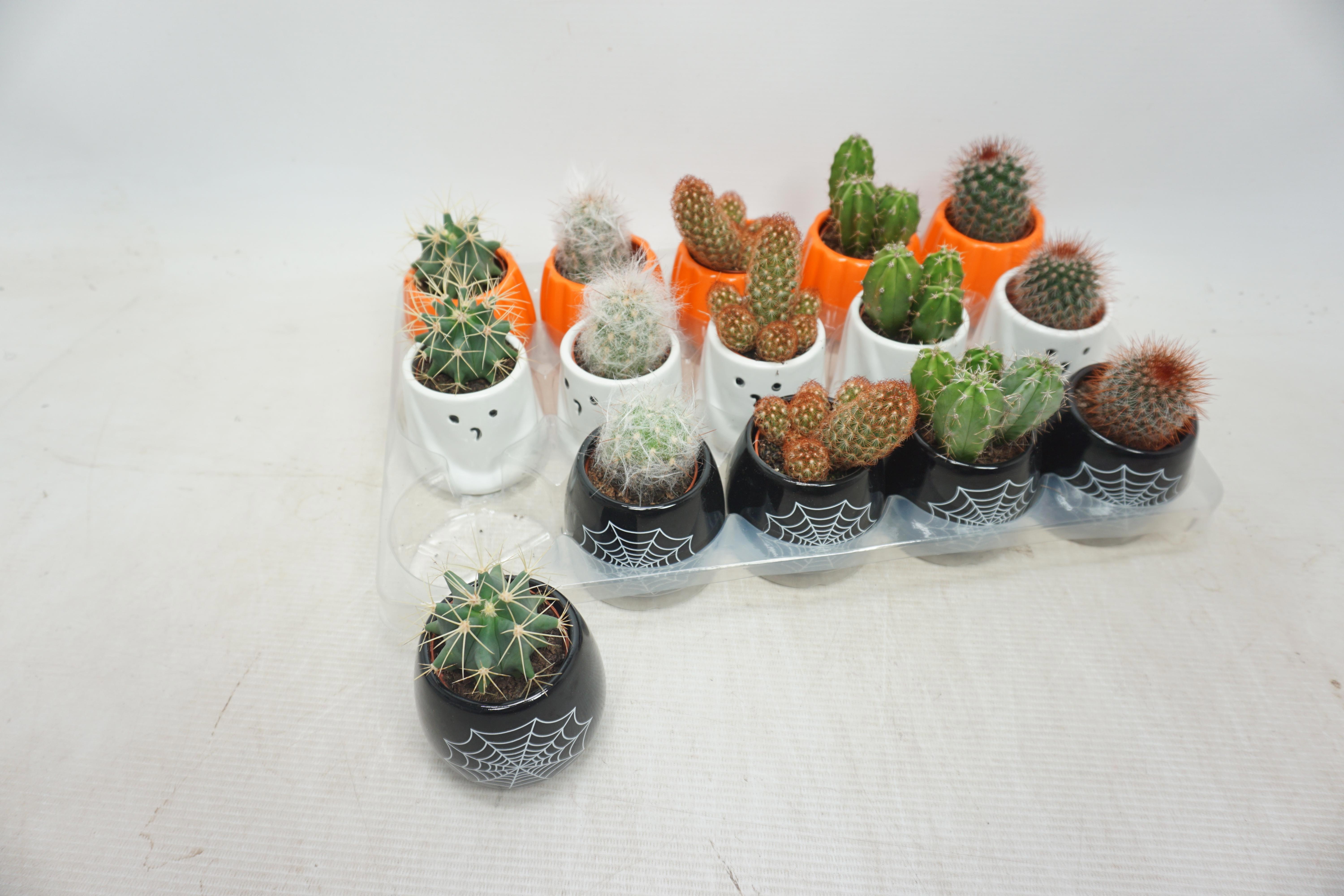 Cactus Gem 505P 10H