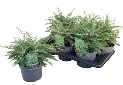 Cheilanthes Lanosa p17 Florizon