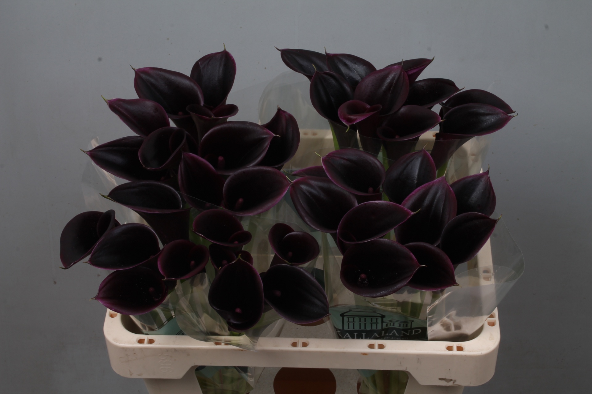 Calla Cantor 55cm