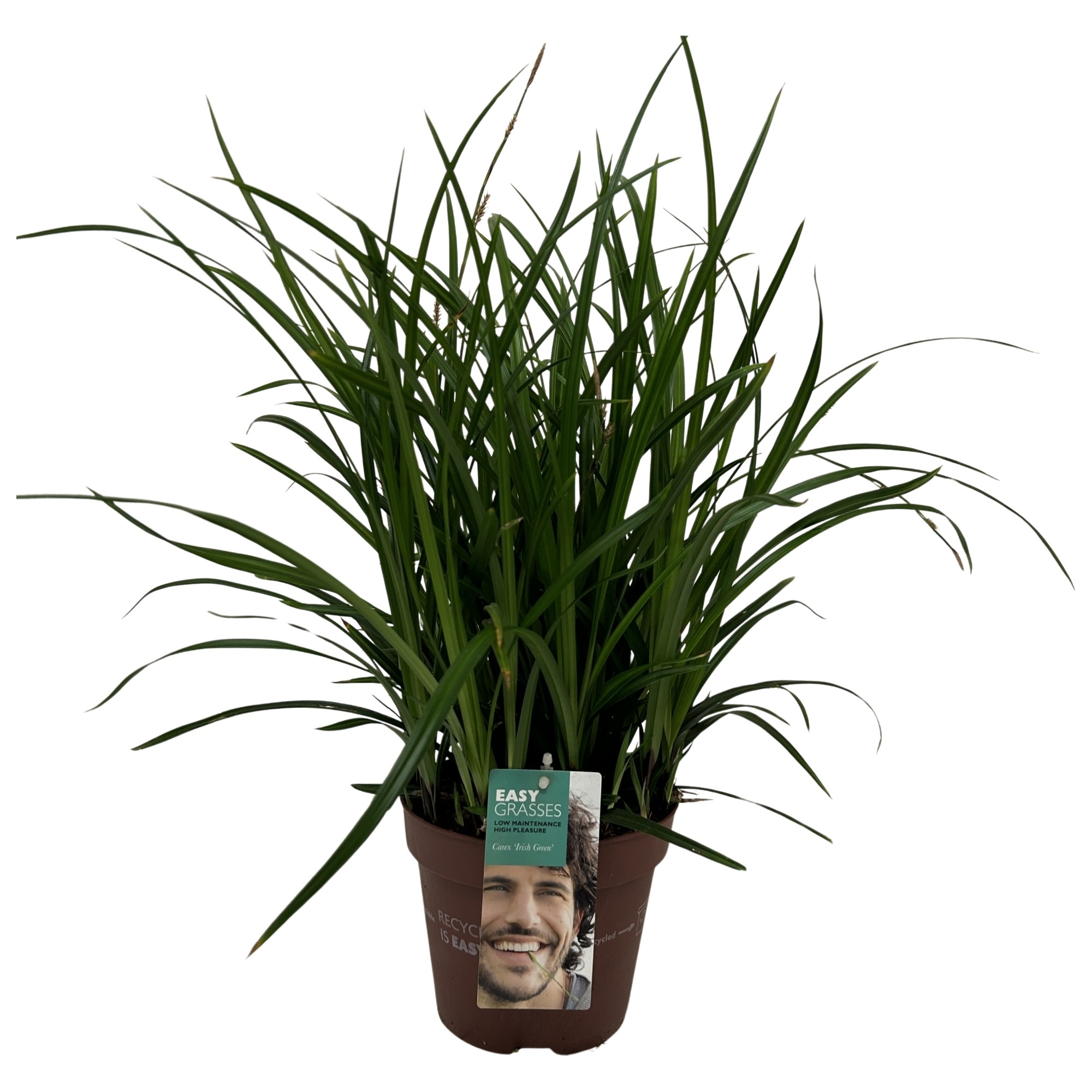 Picture of Carex morrowii Irish Green