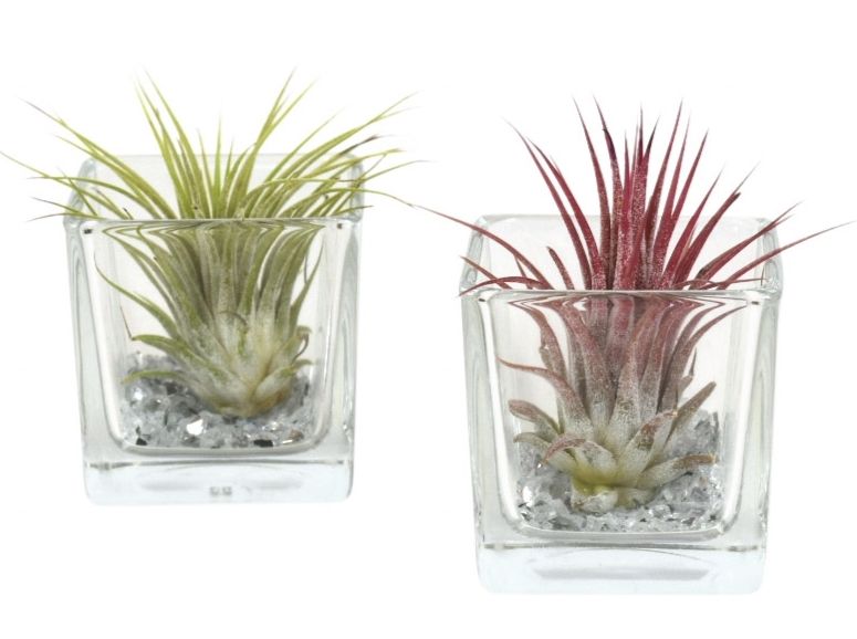 Arr Tillandsia 6P 6H 11bloei