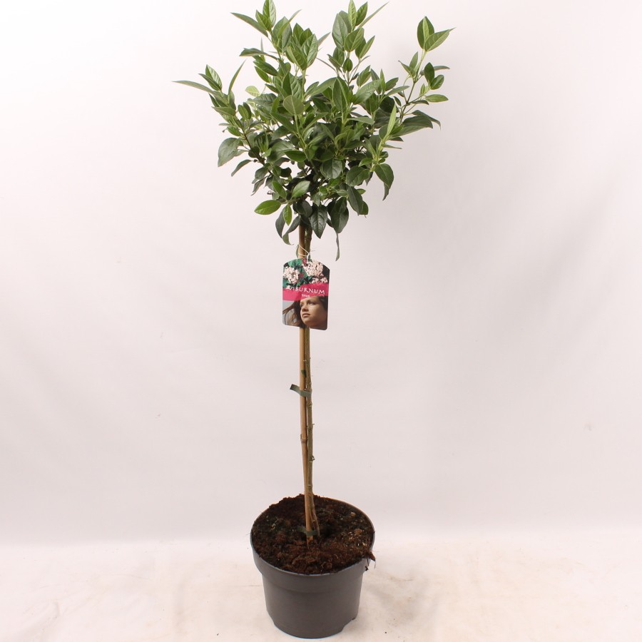 Picture of Viburnum tinus 60cm stam P23 (5 Ltr) 60/STD