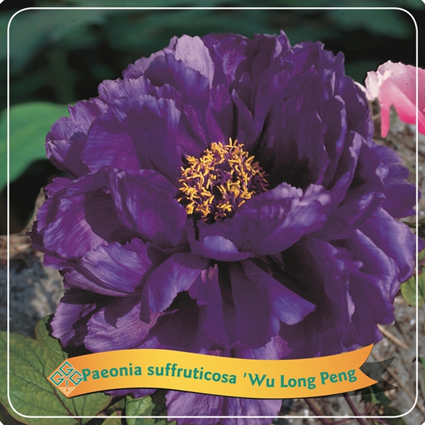 Picture of Paeonia Suffruticosa Mix shelve C5