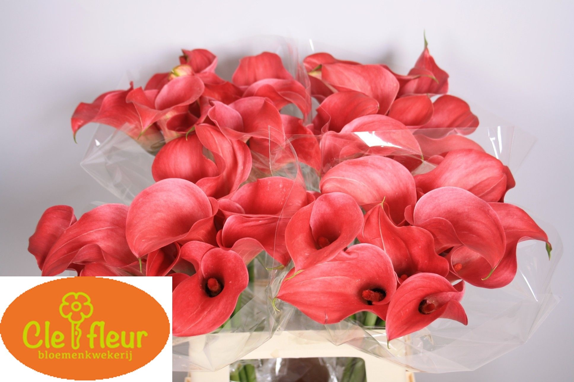 Calla Claudia 60cm