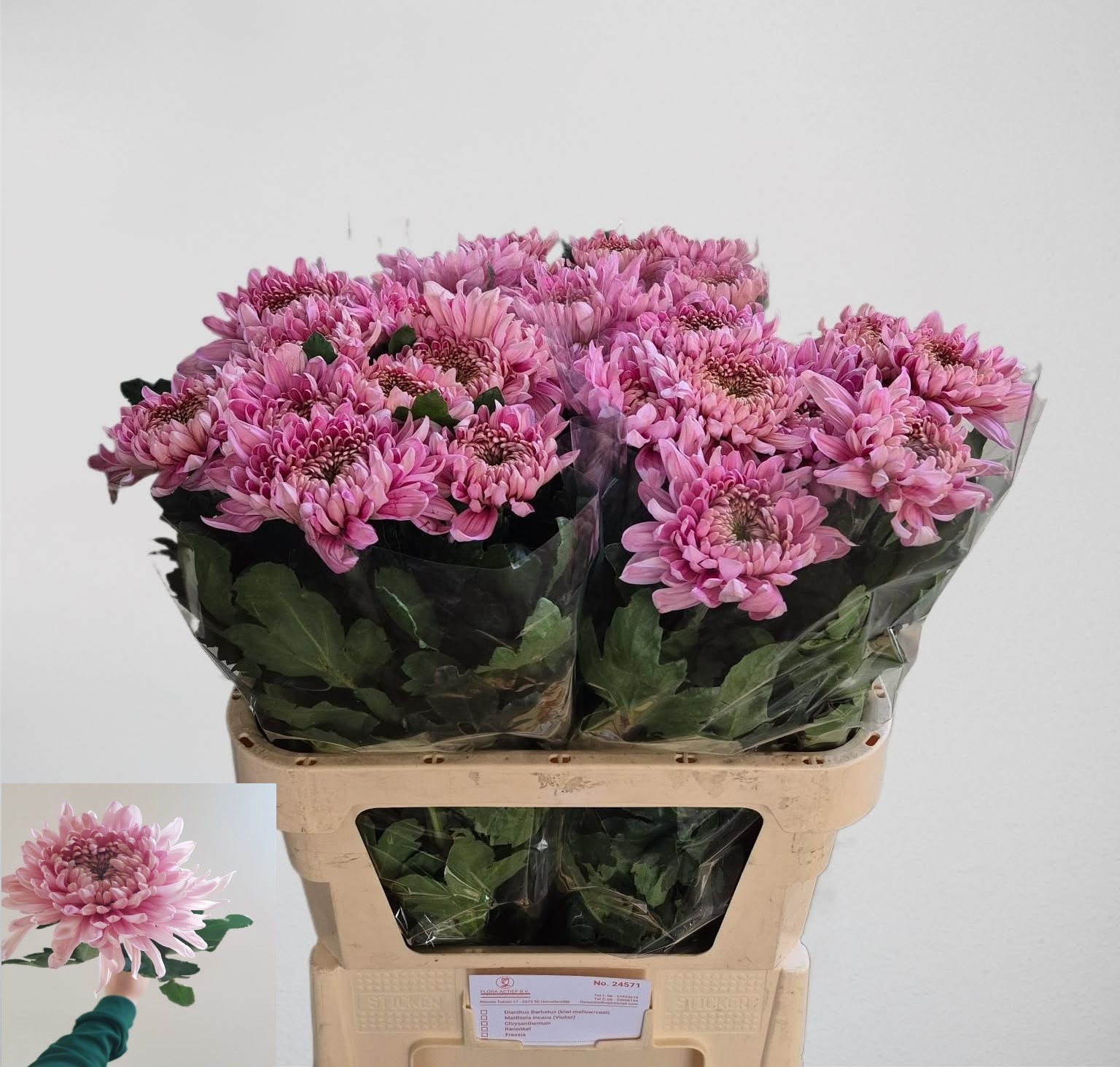 Chr G Holiday Purper 80cm 155gram