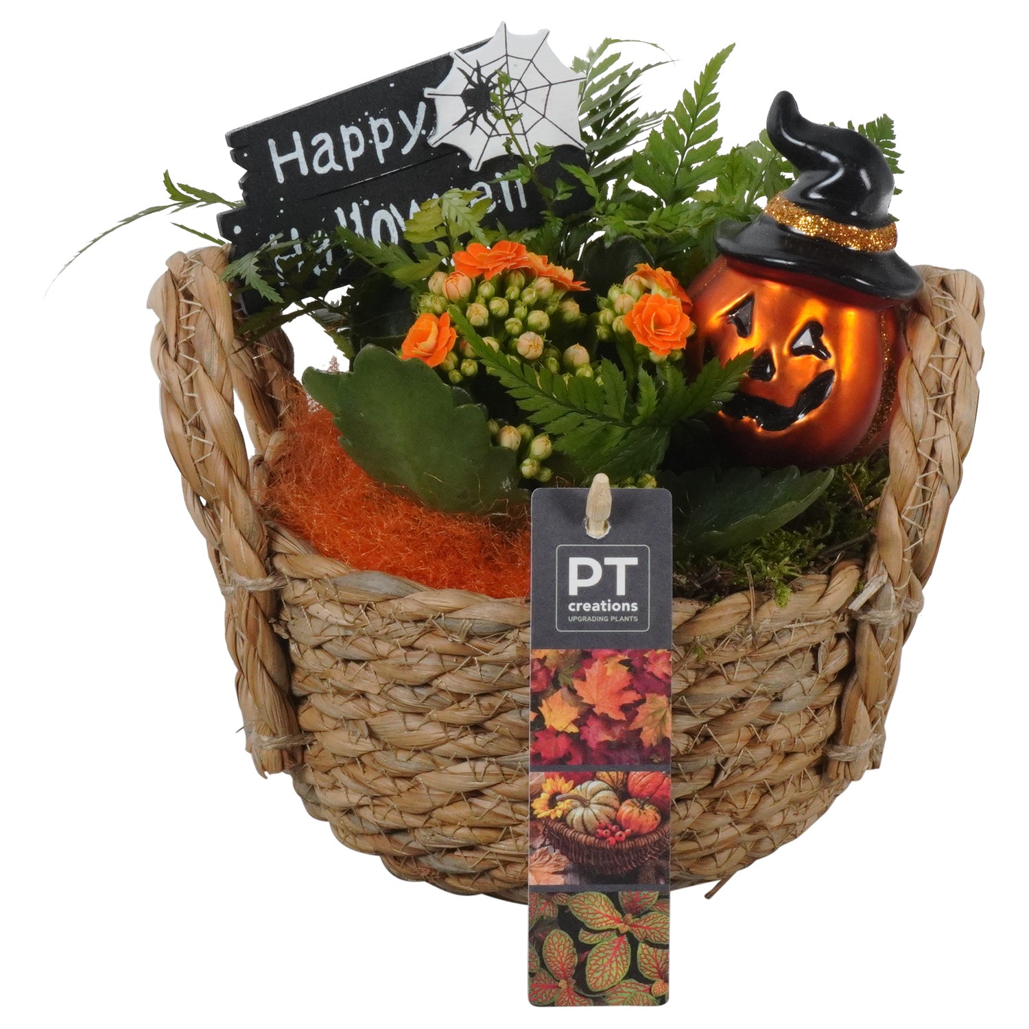 Picture of PTHL1927 Arrangement Halloween in grass basket P15 21CM