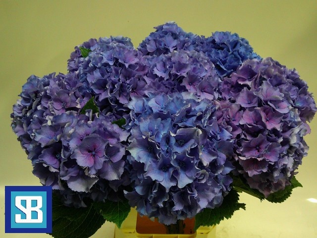 Hydrangea Royal Parade 70cm 18Ø