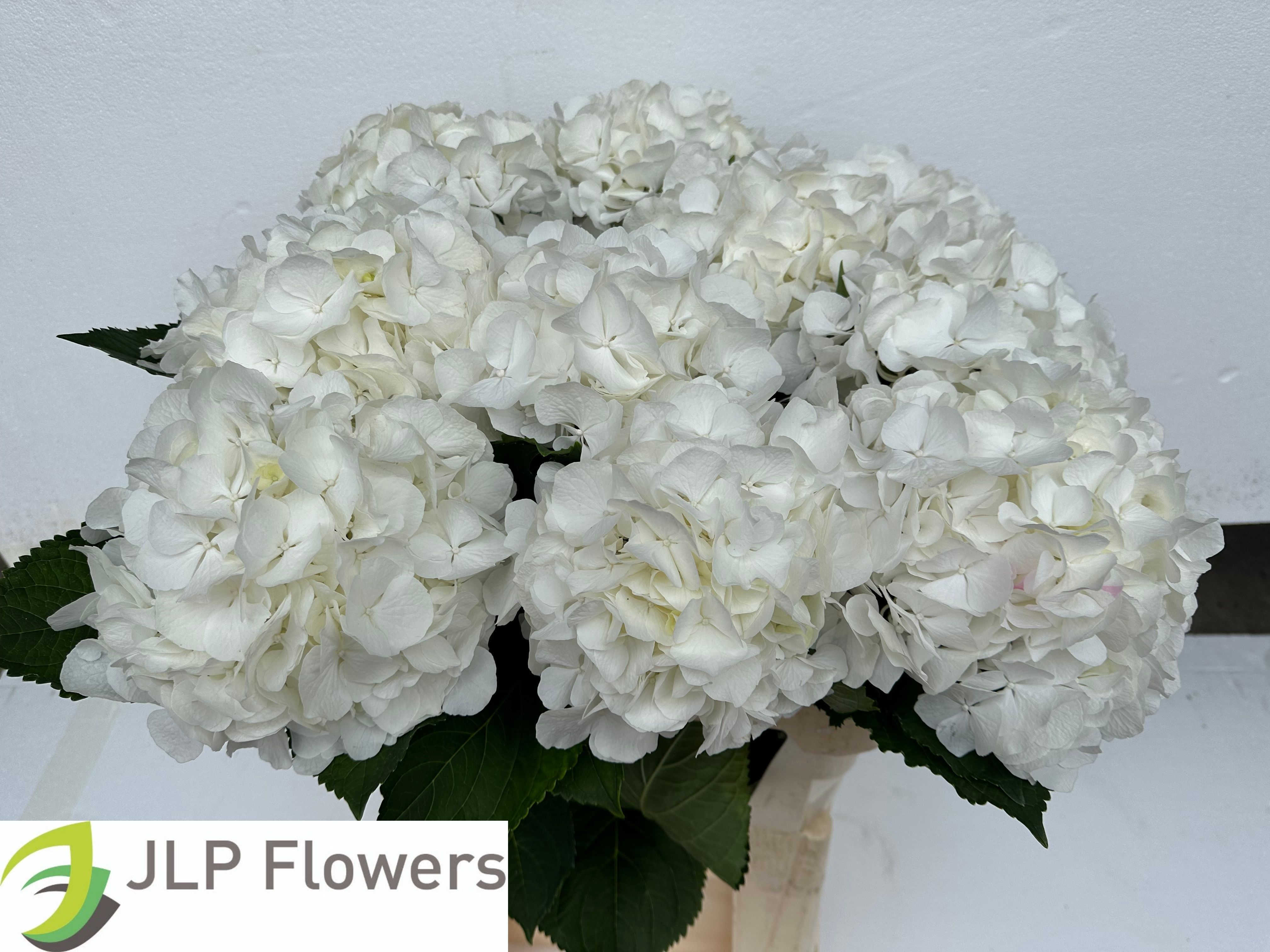 Hydrangea White Verena 80cm 23Ø