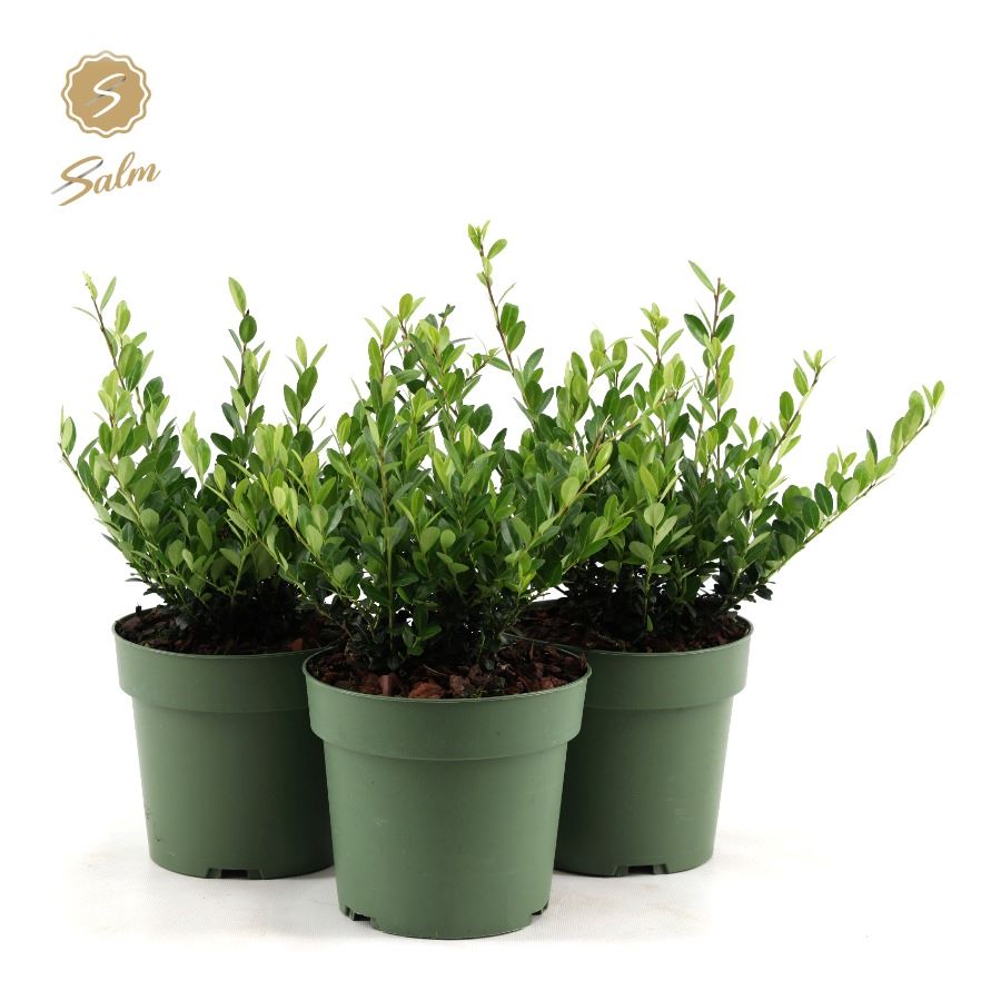 Picture of Ilex crenata 'Jenny'® P17