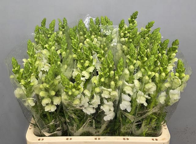 Antirrhinum Maryland White 60cm