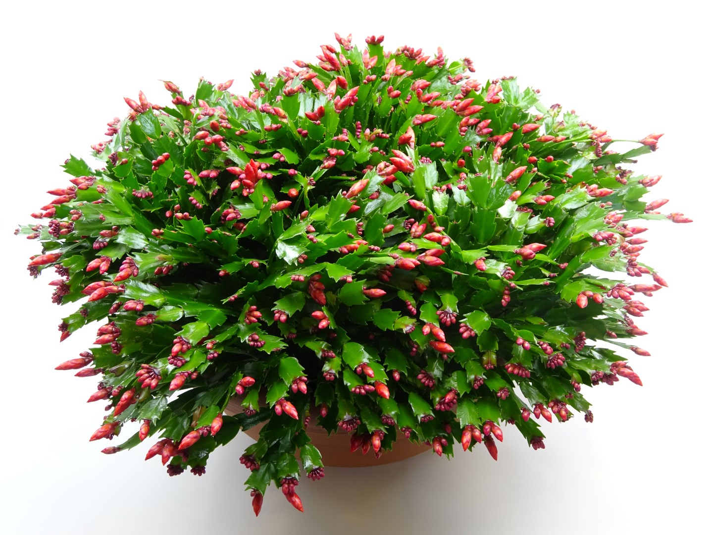 Picture of Schlumbergera truncata Red 5PP in XXXL Bowl P45 45cm (LOOSE)