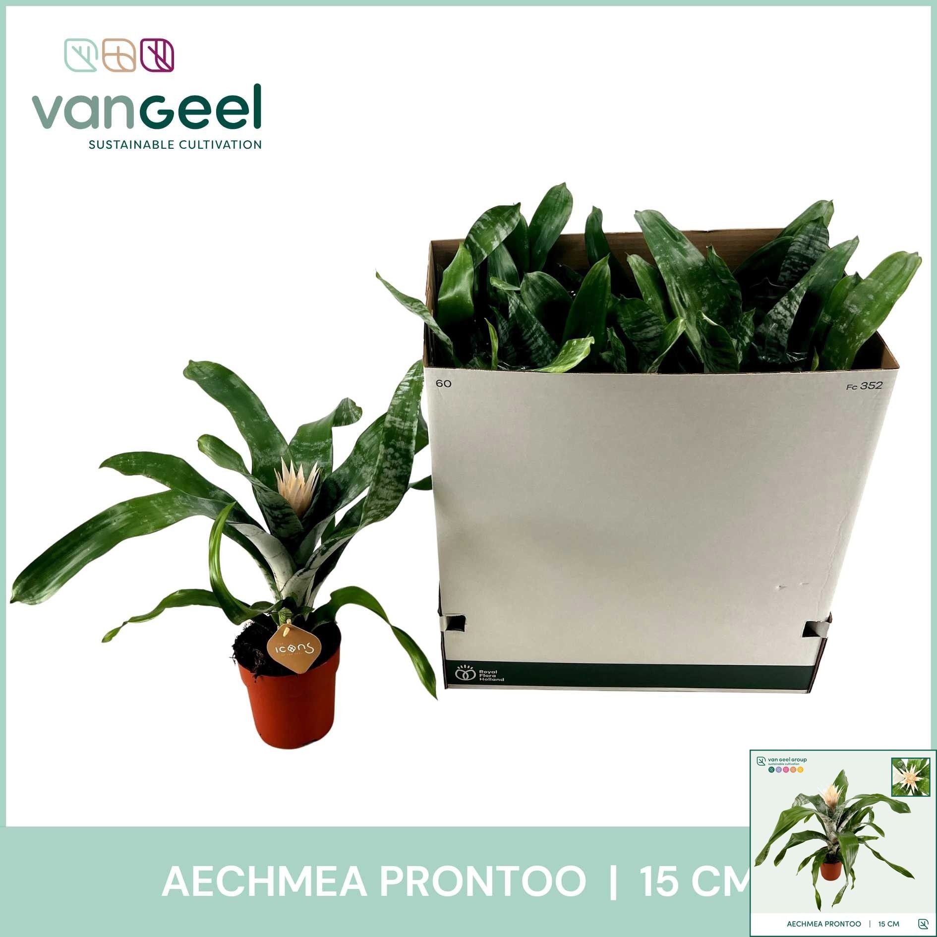 Aech Fas Prontoo 15Ø 50cm