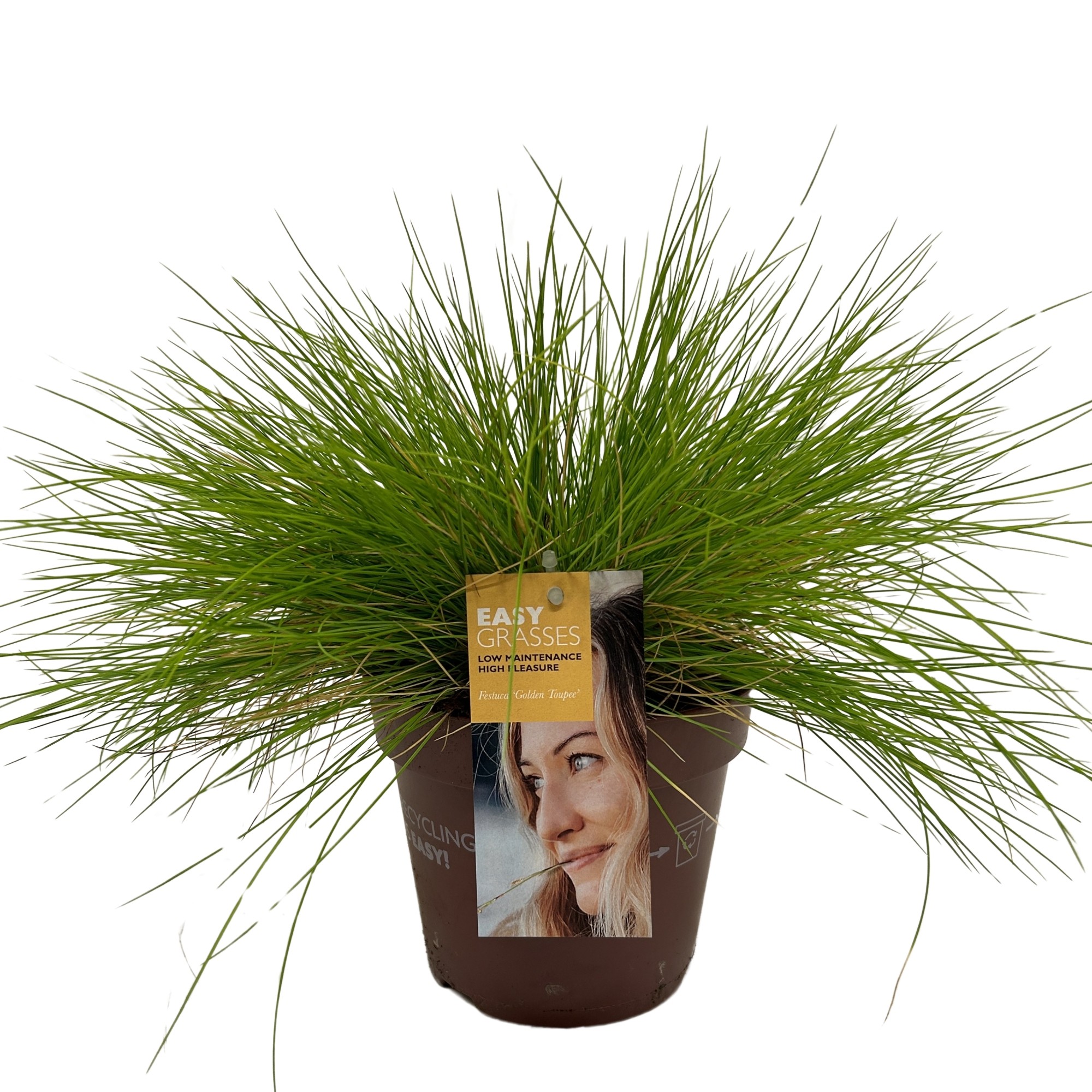 Picture of Festuca glauca Golden Toupee
