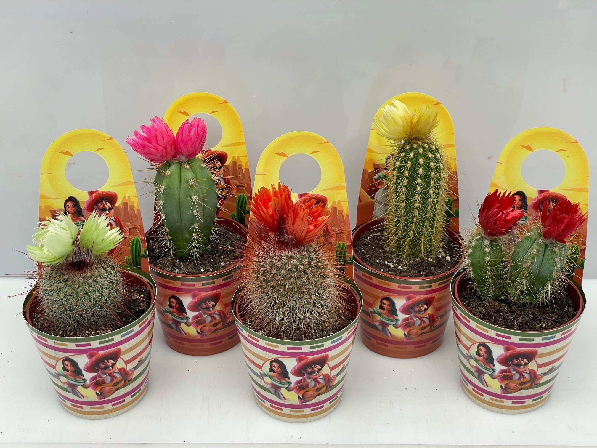 Cactus mixed CACTUS GEM | Gardenline
