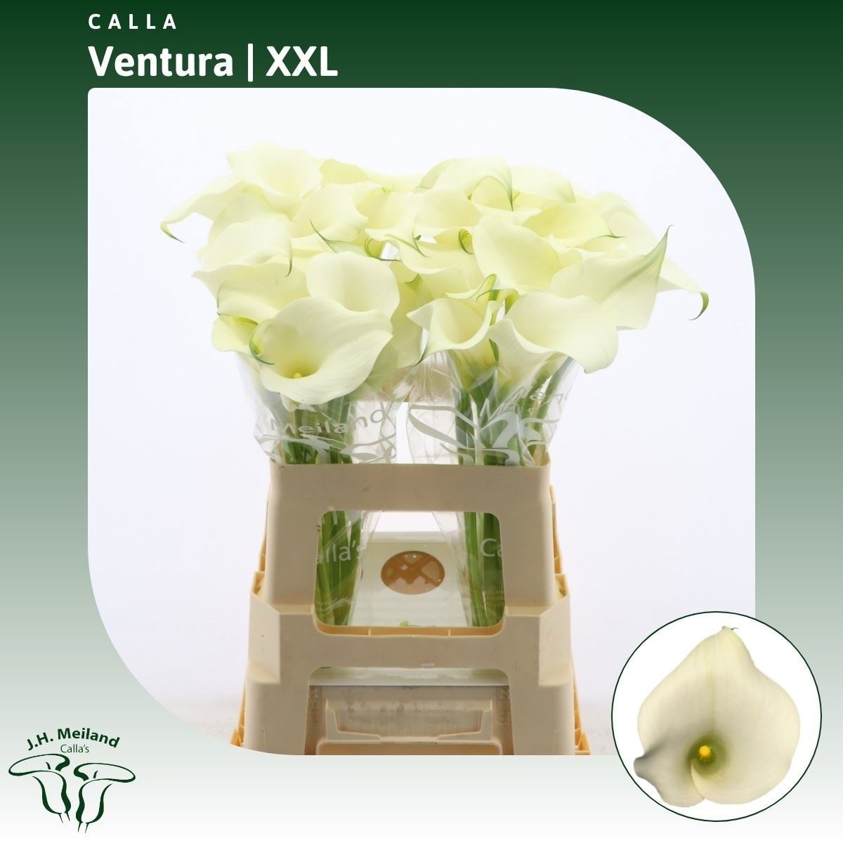 Calla Capt Ventura 60cm
