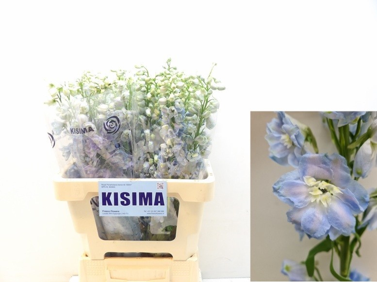 Delphinium El Magical Fount Skybl Whitebee 60cm