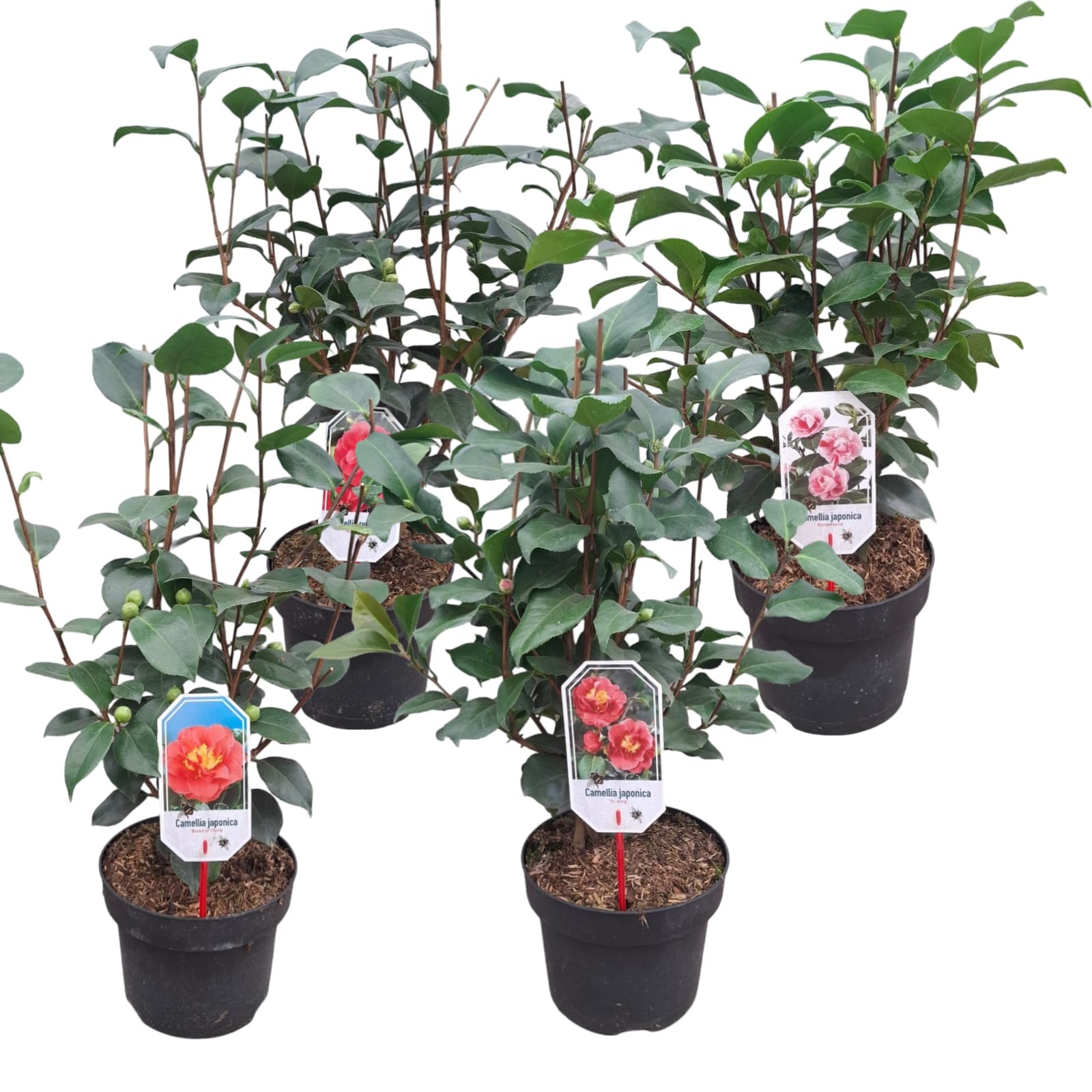 Picture of Camellia japonica Mix Trolley