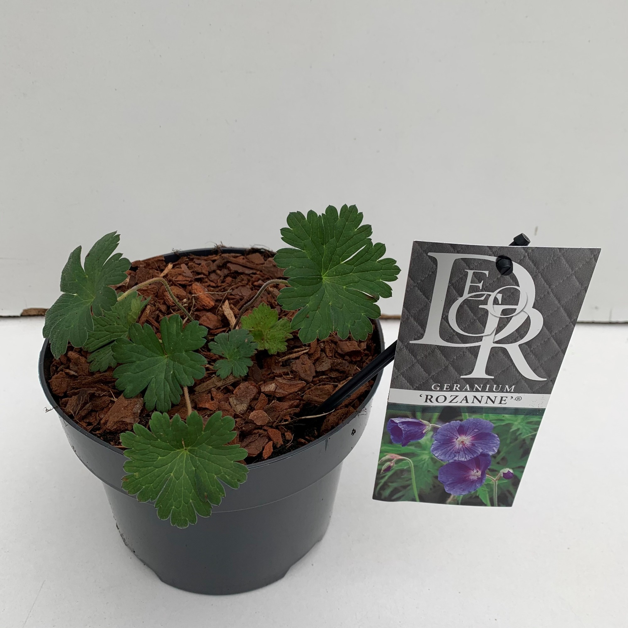 Picture of Geranium Rozanne in tray P17 (2 Ltr)