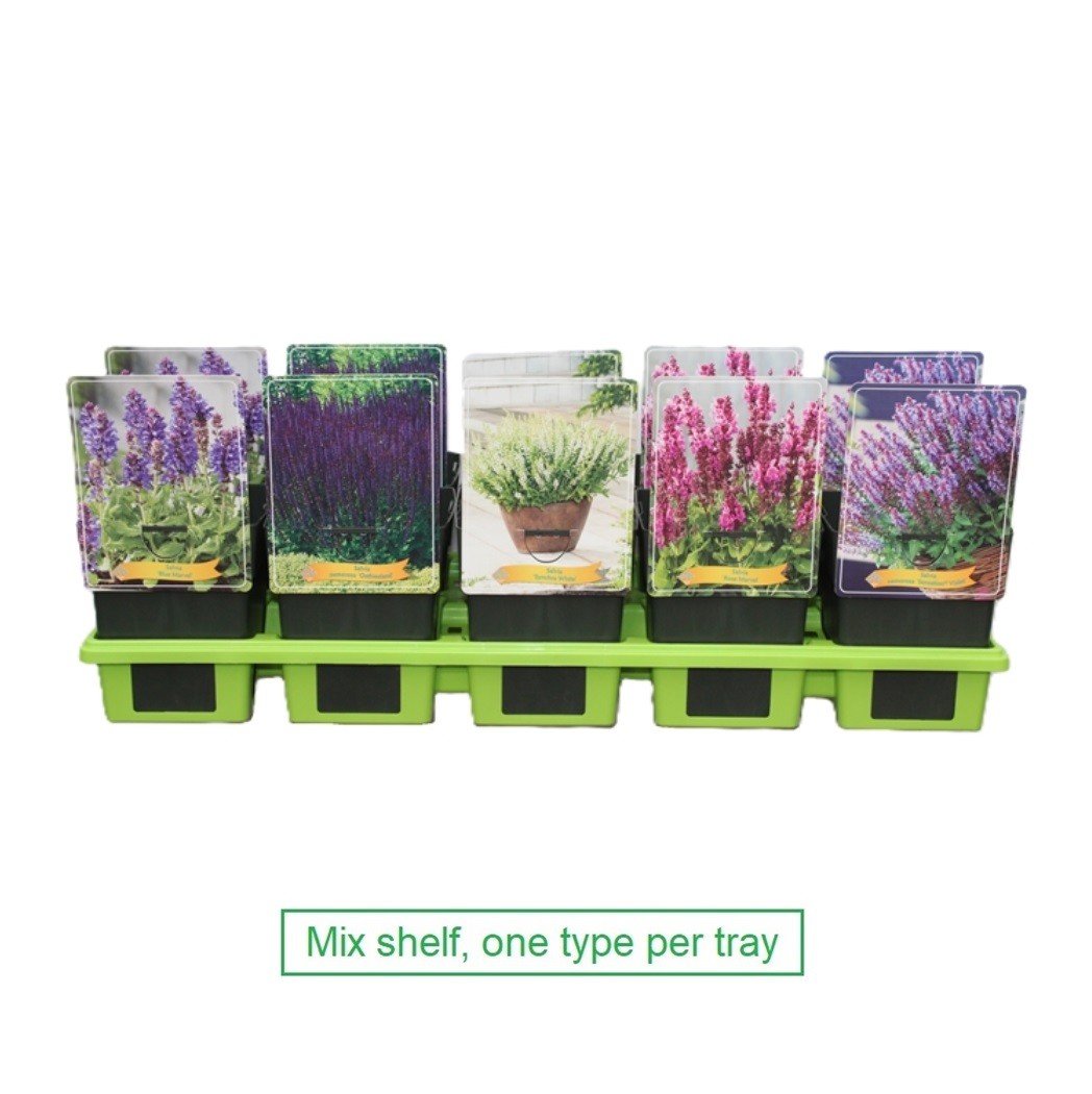 Picture of Salvia mix 6x10 srt. per shelve P11