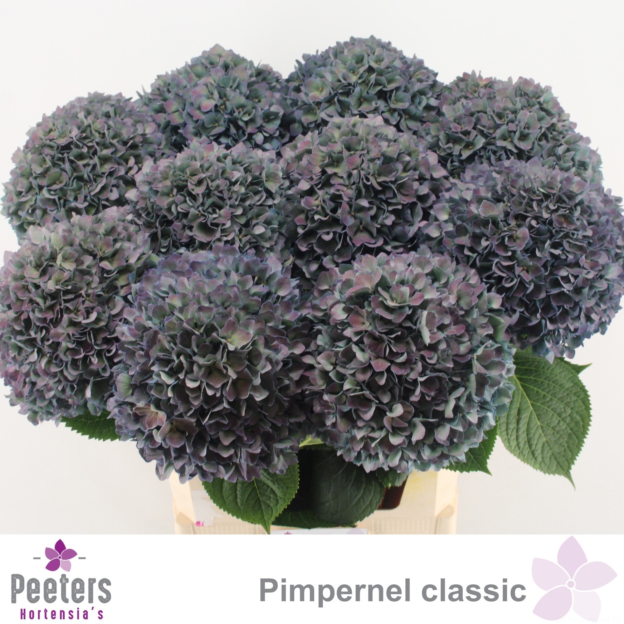 Hydr M Pimpernel Cl
