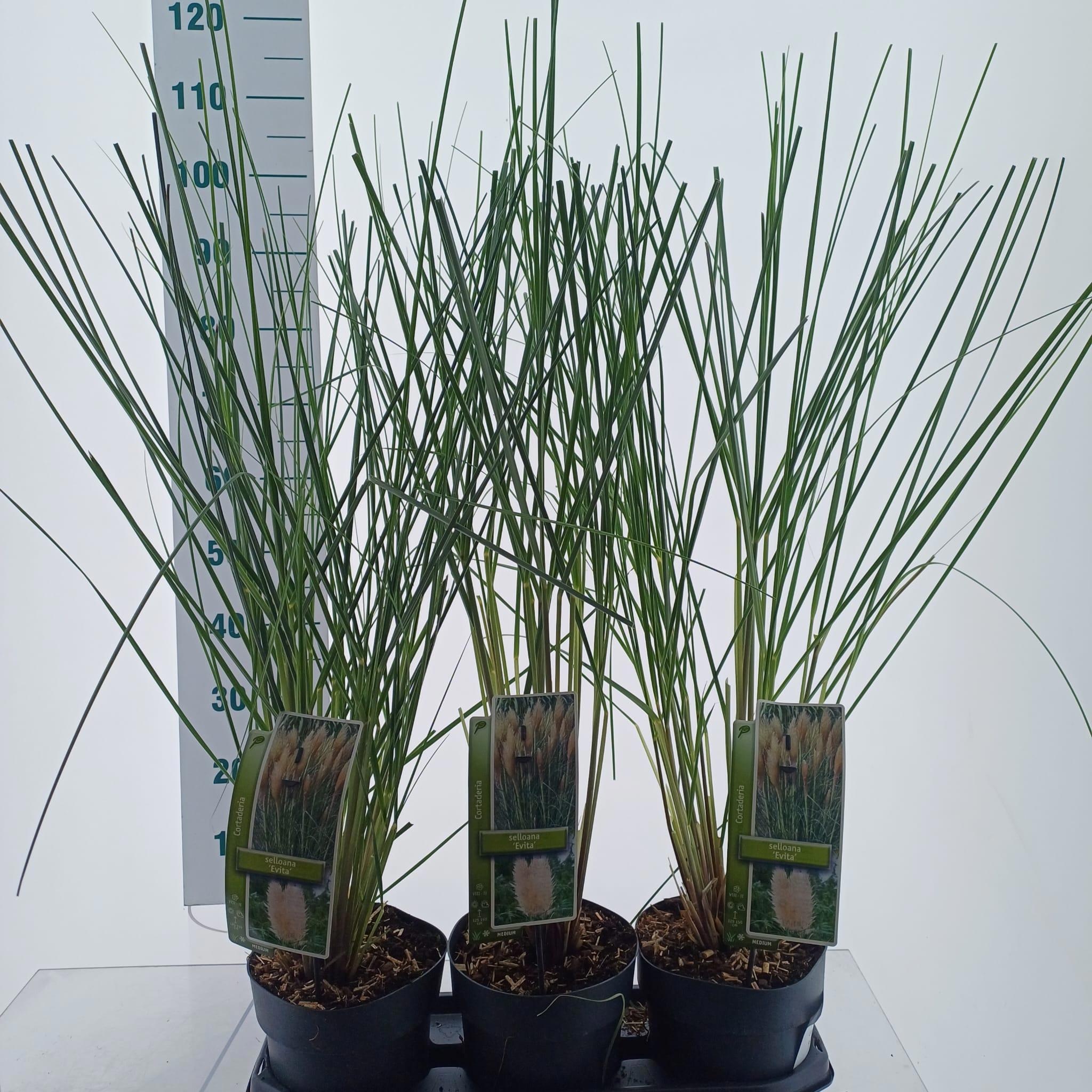Cortaderia selloana 'Evita'
