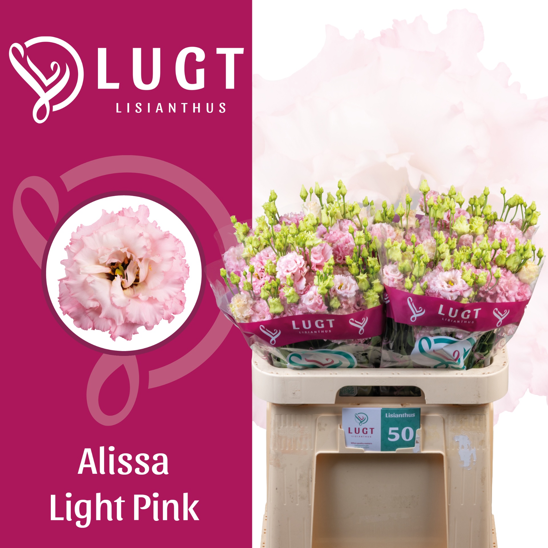 Eus G Alissa Ligh Pi 70L.cm 55+knop 24bloei