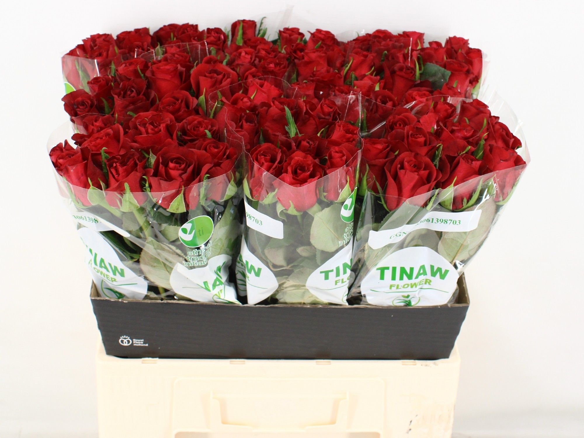 Rosa Burgundy 60cm