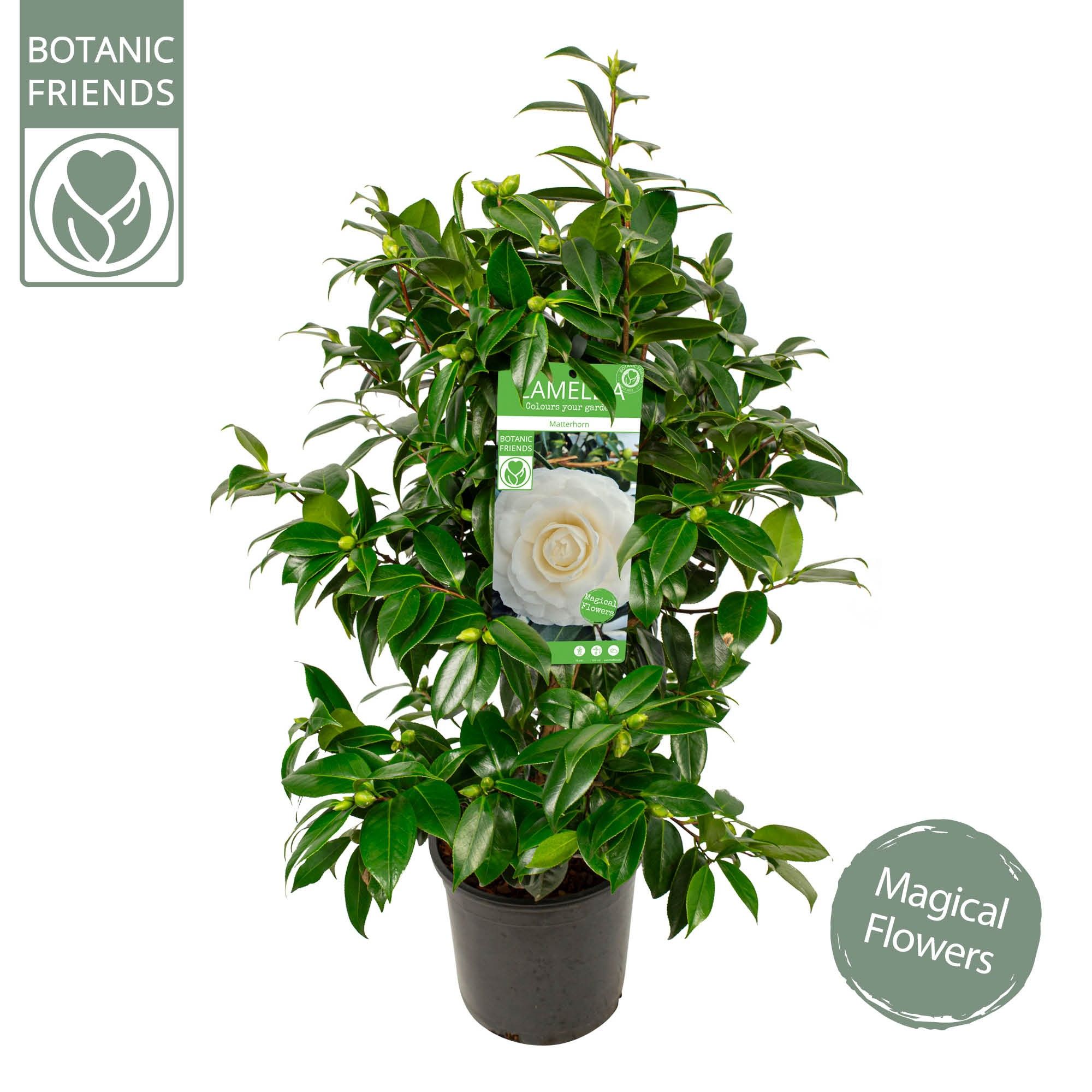 dracaena tricolour Dracaena Tricolour (Dracaena Colorama) Evergreen Plant main image 0