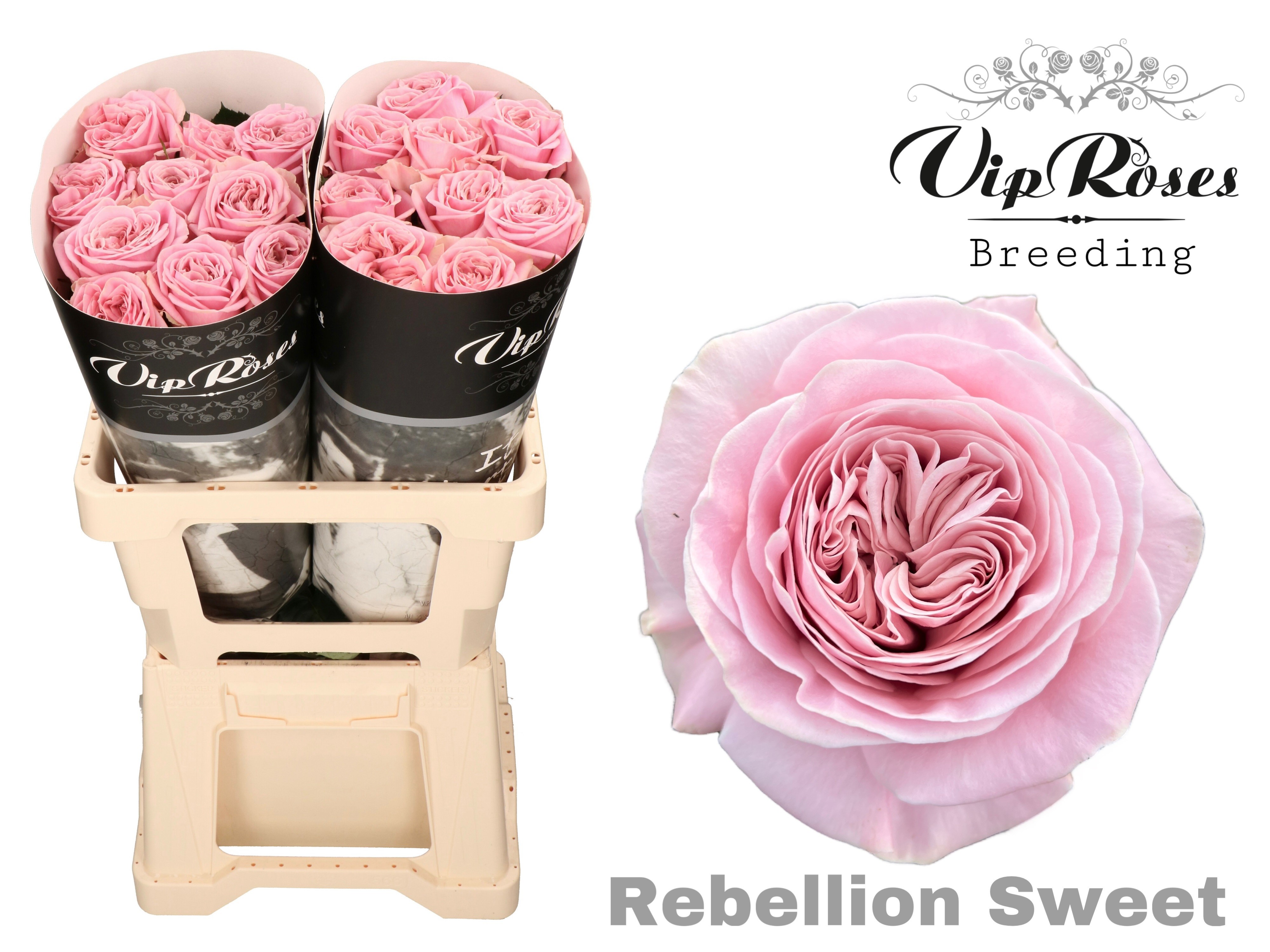 R Gr Rebellion Sweet