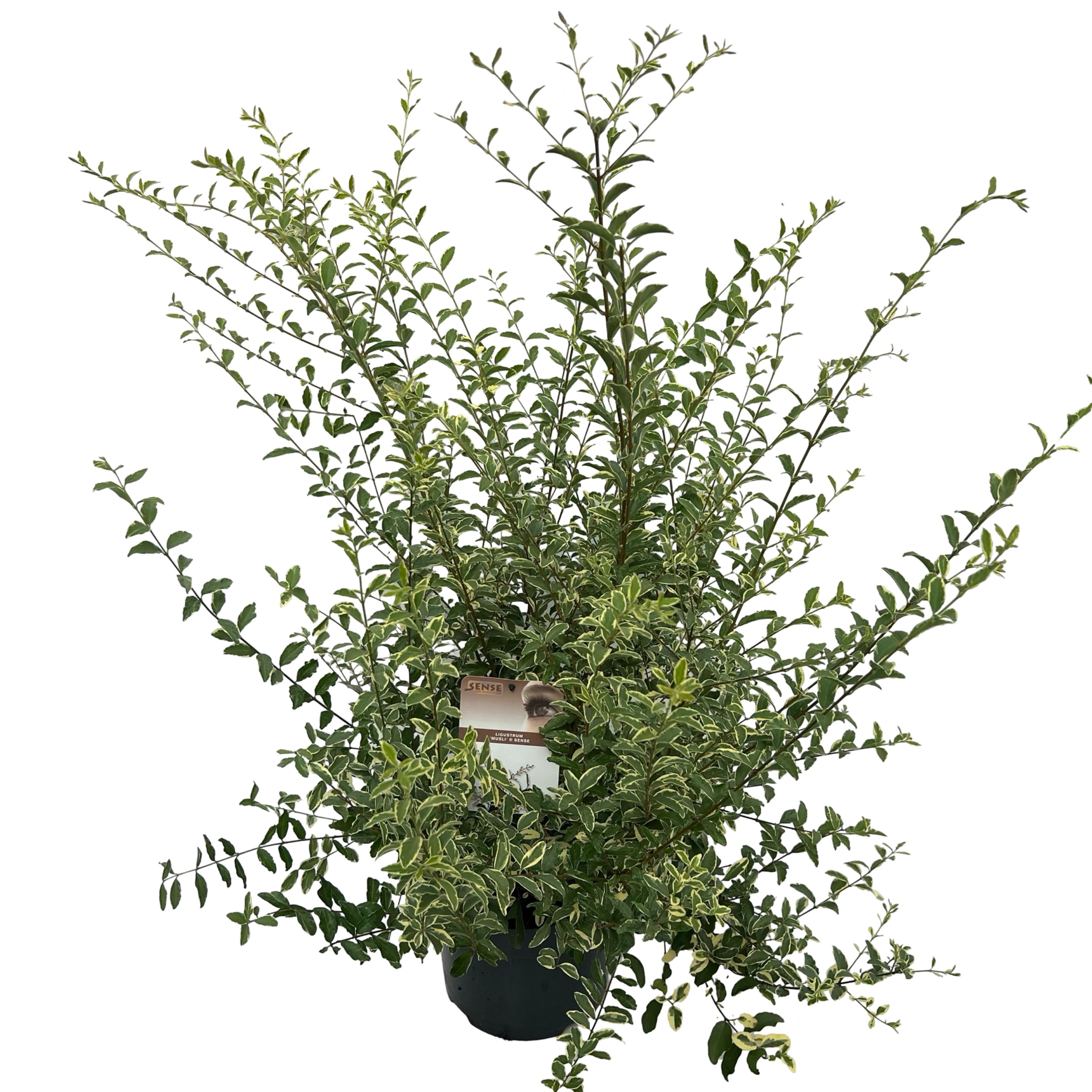 Picture of Ligustrum ibota Musli ® sense P23 (5 Ltr) (LOOSE)