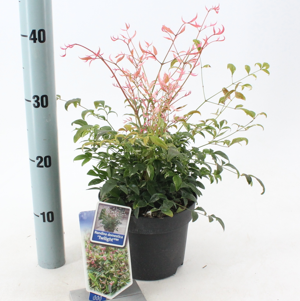 Picture of Nandina domestica 'Twilight'