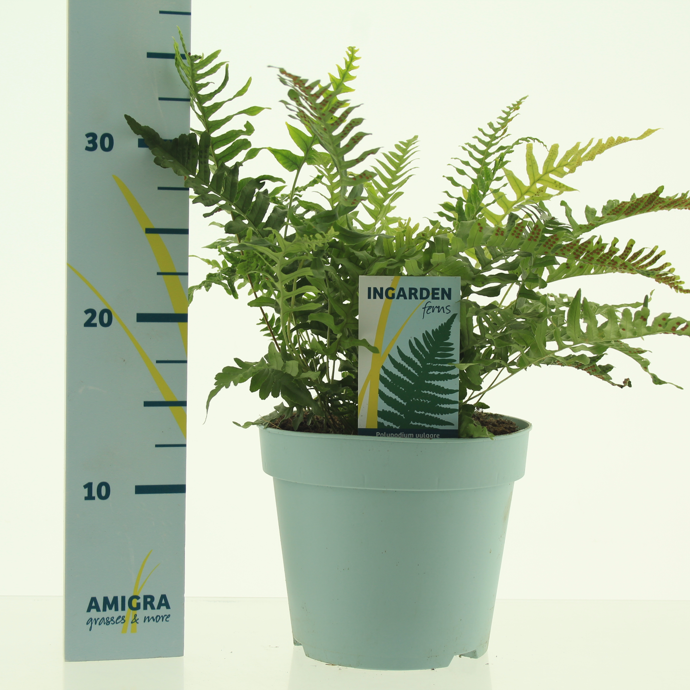 Picture of Polypodium vulgare P17 (2 Ltr)