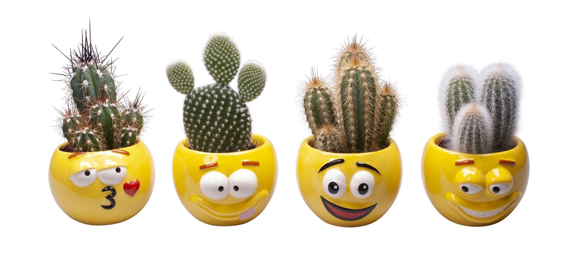 Cactus L 670 with Cactus Mix