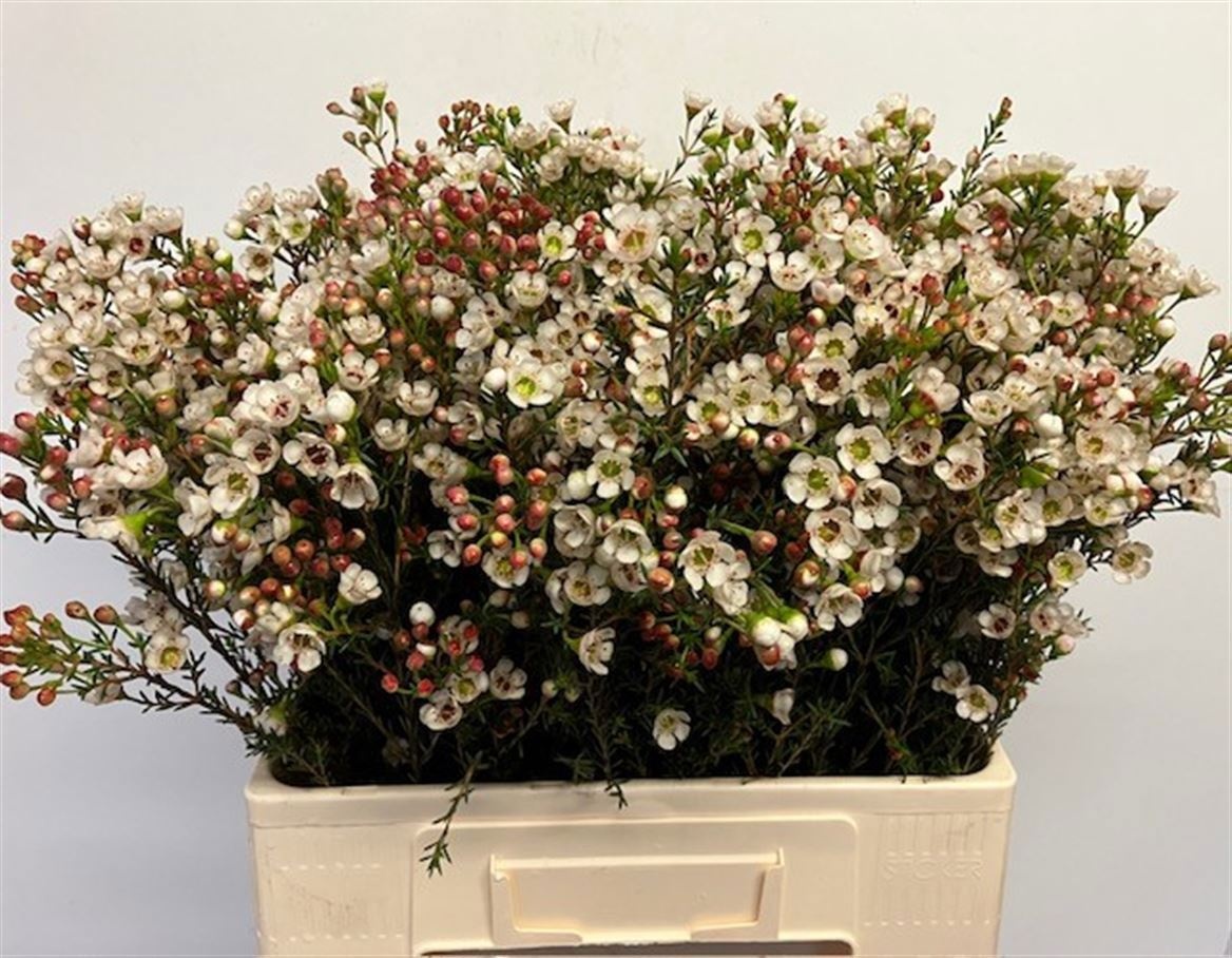 Chame Yarden 60cm 25gram