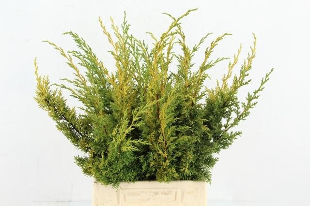 Taxus B Fas Aurea