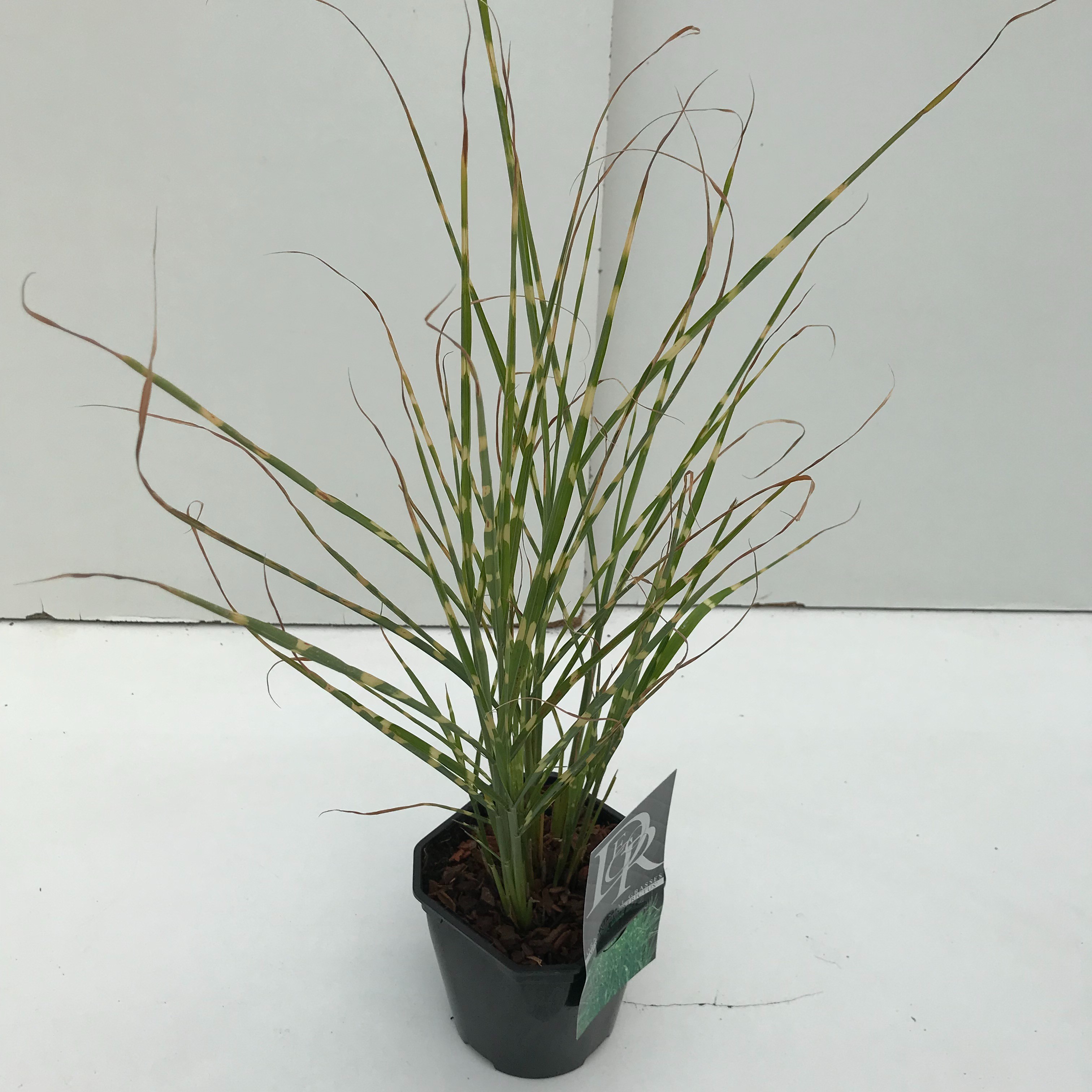 Picture of Miscanthus Strictus P17 (2 Ltr) Square