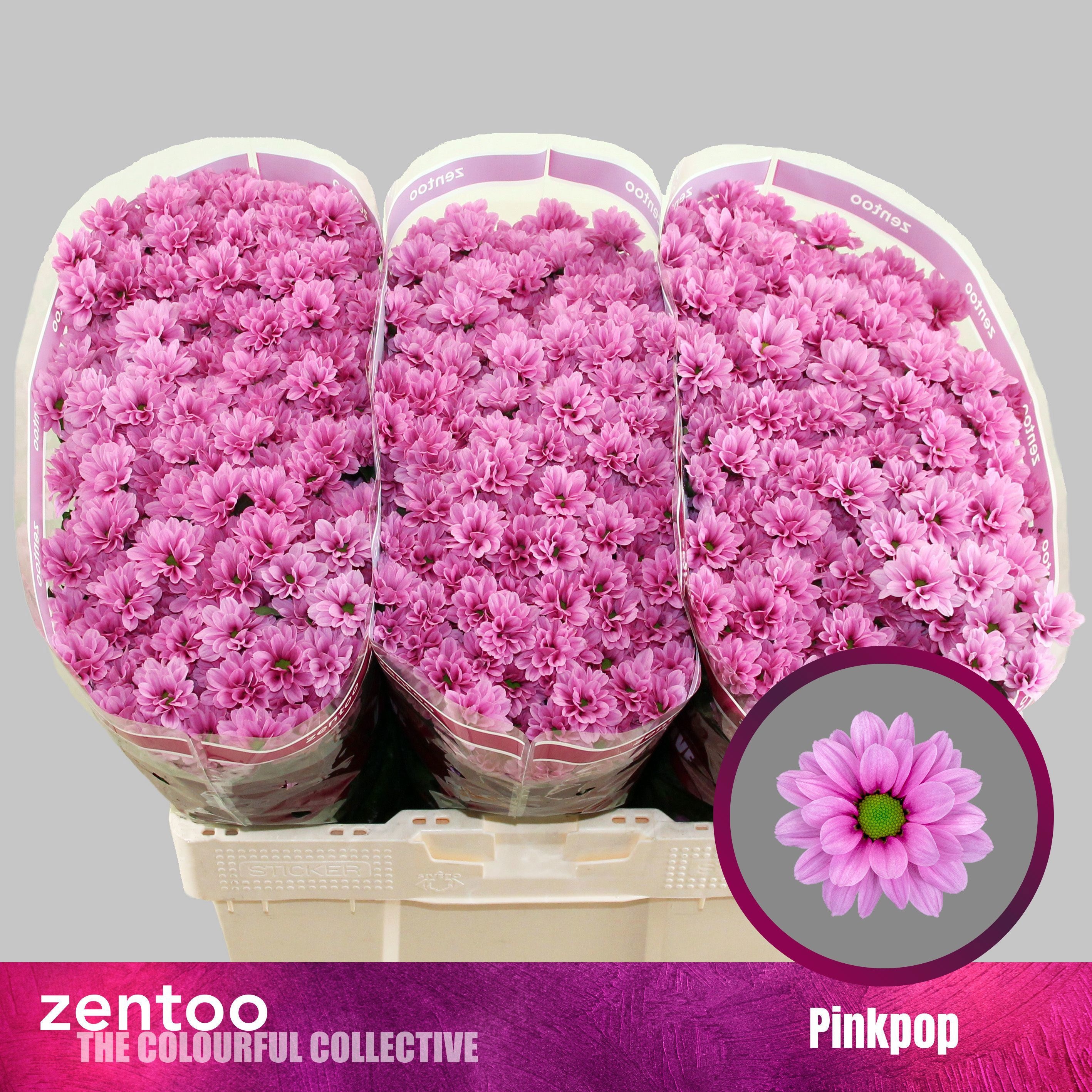 Chr S Aaa Pinkpop 55cm 110Ø
